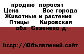 продаю  поросят  › Цена ­ 1 000 - Все города Животные и растения » Птицы   . Кировская обл.,Сезенево д.